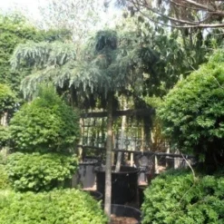 Ceder Als Boom (Cedrus Deodara 'Feelin Blue') -Goedkope Tuin Kunst Winkel cedrus deodara feelin blue 20 25ho 1