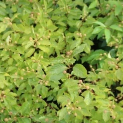 Kogelbloem (Cephalanthus Occidentalis) -Goedkope Tuin Kunst Winkel cephalanthus occidentalis 1