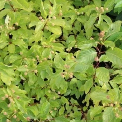Kogelbloem (Cephalanthus Occidentalis) -Goedkope Tuin Kunst Winkel cephalanthus occidentalis 2