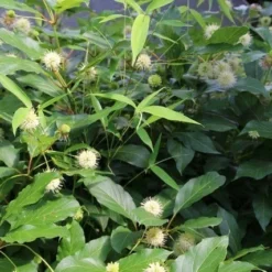 Kogelbloem (Cephalanthus Occidentalis) -Goedkope Tuin Kunst Winkel cepharanthus occidentalis 1