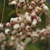 Chinese Lijsterbes (Sorbus Vilmorinii) -Goedkope Tuin Kunst Winkel chineselijsterbes sorbusvilmoriniiv01