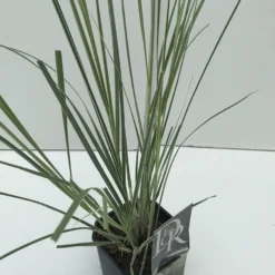 Dwergpampasgras (Cortaderia Selloana 'Mini Silverpampas') -Goedkope Tuin Kunst Winkel cortaderia mini silverpampas v2