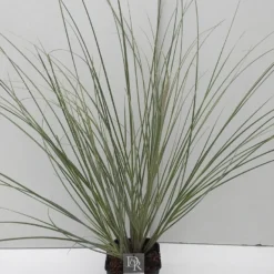 Dwergpampasgras (Cortaderia Selloana 'Mini Silverpampas') -Goedkope Tuin Kunst Winkel cortaderia mini silverpampas v5