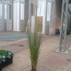 Pampasgras (Cortaderia Selloana 'Senior') -Goedkope Tuin Kunst Winkel cortaderia senior