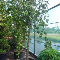 Kronkelhazelaar Als Boom (Corylus Avellana 'Contorta') -Goedkope Tuin Kunst Winkel corylus avellana contorta 20 25ho c160