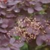 Pruikenboom Op Stam (Cotinus Coggygria 'Royal Purple' ) -Goedkope Tuin Kunst Winkel cotinus coggygria royal purple 2