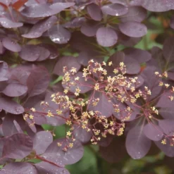 Pruikenboom Op Stam (Cotinus Coggygria 'Royal Purple' )