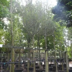 Rode Meidoorn (Crataegus Laevigata 'Paul's Scarlet') -Goedkope Tuin Kunst Winkel crataegus media paul s scarlet 25 30ho c350 1