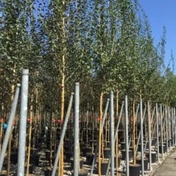 Rode Meidoorn (Crataegus Laevigata 'Paul's Scarlet') -Goedkope Tuin Kunst Winkel crataegus paul scarlet