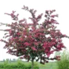 Rode Meidoorn (Crataegus Laevigata 'Paul's Scarlet') -Goedkope Tuin Kunst Winkel crataegus x media paul s scarlet01
