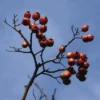 Meidoorn Als Boom (Crataegus Lavallei 'Carrierei') -Goedkope Tuin Kunst Winkel crlcarri 11