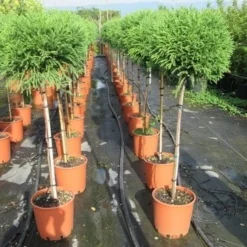 Sikkelden Op Stam (Cryptomeria Japonica 'Globosa Nana') -Goedkope Tuin Kunst Winkel cryptomeria japonica globosa nana 100 cm stam