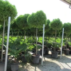 Sikkelden Op Stam (Cryptomeria Japonica 'Globosa Nana') -Goedkope Tuin Kunst Winkel cryptomeria japonica globosa nana 2