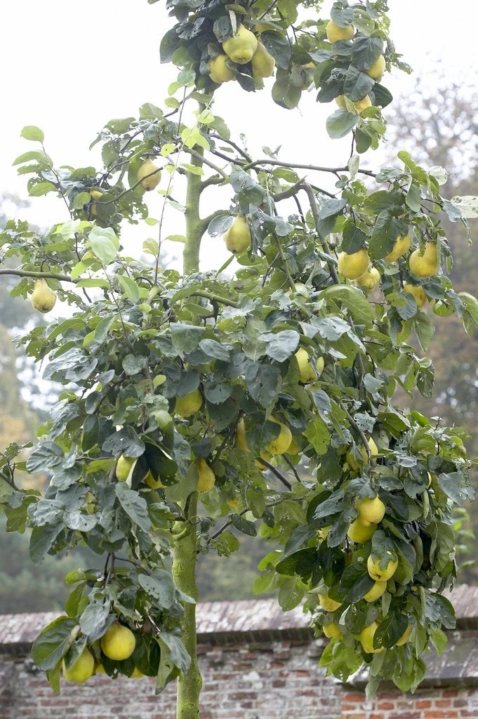 Kweepeer (Cydonia Oblonga 'Rea's Mammoth') 3 Kweepeer (Cydonia Oblonga 'Rea's Mammoth') - Afbeelding 2