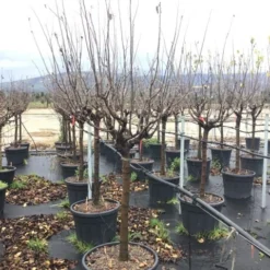 Kaki (Diospyros Kaki 'Rojo Brilliante') -Goedkope Tuin Kunst Winkel cydoniavranjamf 1