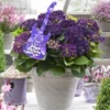Hortensia Deep Purple Dance (Hydrangea 'Music Collection') 1 Hortensia Deep Purple Dance (Hydrangea 'Music Collection') -Goedkope Tuin Kunst Winkel deep purple dance 2