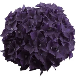 Hortensia Deep Purple Dance (Hydrangea 'Music Collection') -Goedkope Tuin Kunst Winkel deep purple dance bloem 2
