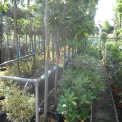 Kaki (Diospyros Kaki) 19 Kaki (Diospyros Kaki) -Goedkope Tuin Kunst Winkel diospyros kaki halfstam 12 14