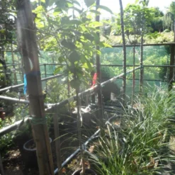 Kaki (Diospyros Kaki) 18 Kaki (Diospyros Kaki) -Goedkope Tuin Kunst Winkel diospyros kaki halfstam 5 6 8 c10