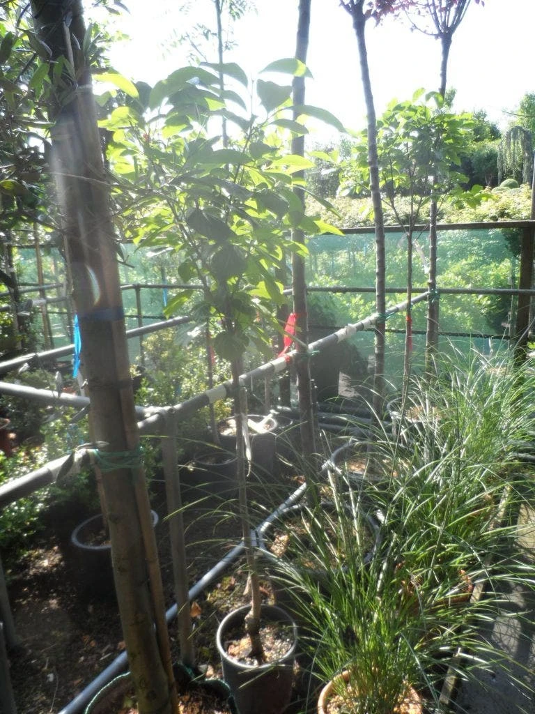 Kaki (Diospyros Kaki) 8 Kaki (Diospyros Kaki) - Afbeelding 6