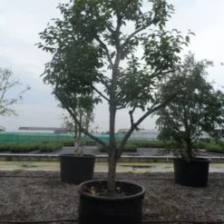 Kaki (Diospyros Kaki) 21 Kaki (Diospyros Kaki) -Goedkope Tuin Kunst Winkel diospyros kaki muscat solitair