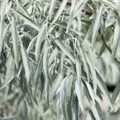 Smalbladige Olijfwilg Als Boom (Elaeagnus Angustifolia) 7 Smalbladige Olijfwilg Als Boom (Elaeagnus Angustifolia) -Goedkope Tuin Kunst Winkel elaeagnus angustifolia