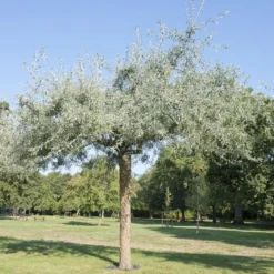 Smalbladige Olijfwilg Als Boom (Elaeagnus Angustifolia) 6 Smalbladige Olijfwilg Als Boom (Elaeagnus Angustifolia) -Goedkope Tuin Kunst Winkel elaeagnus angustifolia01