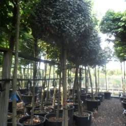 Olijfwilg Op Stam (Elaeagnus Ebbingei) -Goedkope Tuin Kunst Winkel elaeagnus ebbingei 14 16 18ho c130