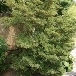 Pronkklokje (Enkianthus Campanulatus) 15 Pronkklokje (Enkianthus Campanulatus) -Goedkope Tuin Kunst Winkel enkianthus campanulatus