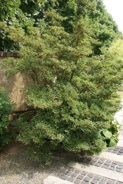 Pronkklokje (Enkianthus Campanulatus) 8 Pronkklokje (Enkianthus Campanulatus) - Afbeelding 7