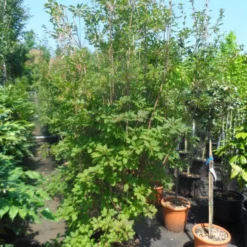 Pronkklokje (Enkianthus Campanulatus) 16 Pronkklokje (Enkianthus Campanulatus) -Goedkope Tuin Kunst Winkel enkianthus campanulatus 150 175 200