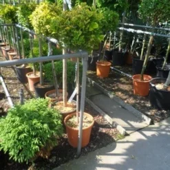 Kardinaalshoed Op Stam (Euonymus Japonicus 'Aureus') -Goedkope Tuin Kunst Winkel euonymus japonicus aureus 80stam c20