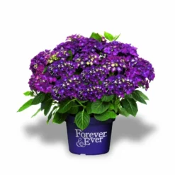 Hortensia Paars (Hydrangea 'Forever&Ever') 7 Hortensia Paars (Hydrangea 'Forever&Ever') -Goedkope Tuin Kunst Winkel f e packshot purple rgb