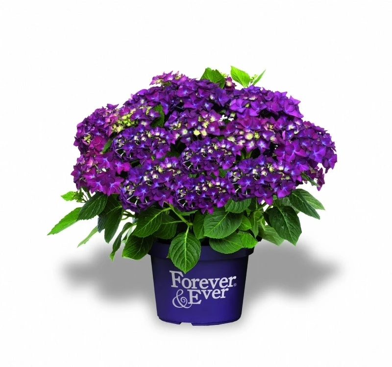 Hortensia Paars (Hydrangea 'Forever&Ever') 5 Hortensia Paars (Hydrangea 'Forever&Ever') - Afbeelding 3