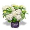 Hortensia Wit (Hydrangea 'Forever&Ever') 1 Hortensia Wit (Hydrangea 'Forever&Ever') -Goedkope Tuin Kunst Winkel f e packshot white rgb