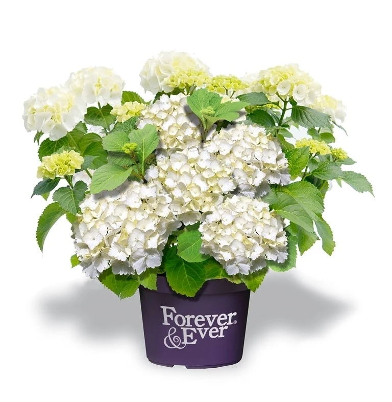 Hortensia Wit (Hydrangea 'Forever&Ever') 2 Hortensia Wit (Hydrangea 'Forever&Ever')