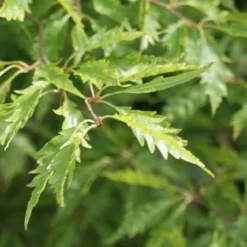 Varenbeuk (Fagus Syvatica 'Asplenifolia' ) -Goedkope Tuin Kunst Winkel fagus syl. aspleniifolia 1