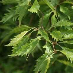 Varenbeuk (Fagus Syvatica 'Asplenifolia' ) -Goedkope Tuin Kunst Winkel fagus syl. aspleniifolia 2