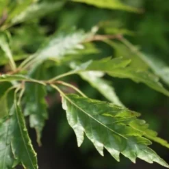 Varenbeuk (Fagus Syvatica 'Asplenifolia' ) -Goedkope Tuin Kunst Winkel fagus syl. aspleniifolia 3