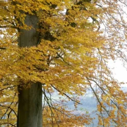 Beukenboom (Fagus Sylvatica) -Goedkope Tuin Kunst Winkel fagus sylvatica02