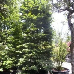 Beukenboom (Fagus Sylvatica) -Goedkope Tuin Kunst Winkel fagus sylvatica 300 350 c500 zuil