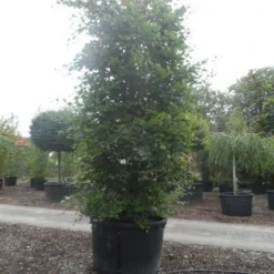 Beukenboom (Fagus Sylvatica) -Goedkope Tuin Kunst Winkel fagus sylvatica 300 350 c750 zuil