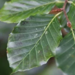 Beukenboom (Fagus Sylvatica) -Goedkope Tuin Kunst Winkel fagus sylvatica 5