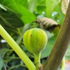 Vijg (Ficus Carica 'Panache') 11 Vijg (Ficus Carica 'Panache') -Goedkope Tuin Kunst Winkel ficuscaricapanache01