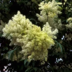 Pluim-es (Fraxinus Ornus)
