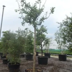 Japanse Notenboom (Ginkgo Biloba 'Horizontalis') 9 Japanse Notenboom (Ginkgo Biloba 'Horizontalis') -Goedkope Tuin Kunst Winkel ginkgo biloba horizontalis 25 30ho c300