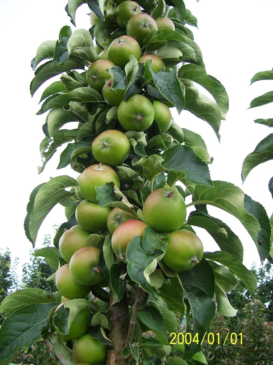 Zuilfruit (Malus Domestica 'Greencats') 4 Zuilfruit (Malus Domestica 'Greencats') - Afbeelding 2