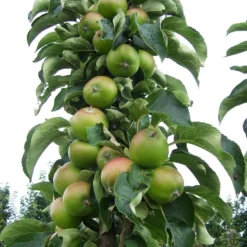 Zuilfruit (Malus Domestica 'Greencats') -Goedkope Tuin Kunst Winkel greencats1