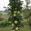 Zuilfruit (Malus Domestica 'Greencats') -Goedkope Tuin Kunst Winkel greencats 2 1