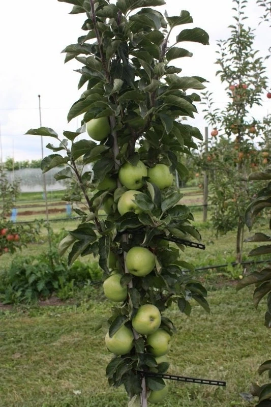 Zuilfruit (Malus Domestica 'Greencats') 3 Zuilfruit (Malus Domestica 'Greencats')